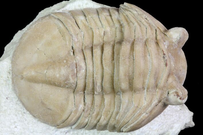Uncommon, Asaphus bottnicus Trilobite - Russia #73511